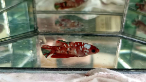 hmpk betta fish/ikan laga modern show grade multi/startail/fancy quality terbaik