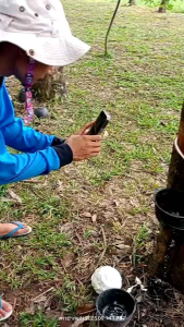 ยังพญาจอบ 500มล.แพ็ค3ขวด ถูกสุดในปอพ ใช้ทาหน้ายาง มั่นใจไม่ทำร้ายต้นยาง (น้ำแดงใส) รักษา+ป้องกันเชื้อรา บำรุงต้นยาง เบอร์1เรื่องยาทาหน้ายาง ชาวสวนมืออาชีพเลือกใช้