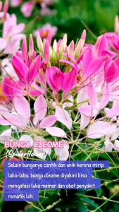 (KEMASAN PREMIUM) BIJI | BENIH BUNGA  CLEOME HOUTTEANA ( isi -+400 butir)