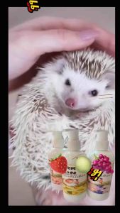 แชมพูเม่นแถมฟรีผ้าซับตัว