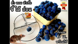 หัวเชื้อหอม เหยื่อขี้ใต้  ดักหนู  สำหรับใช้ ล่อหนู ดึงดูดฝูงได้ดี  100%  หัวเชื้อดักหนูนา  เหยื่อดักหนูทุกชนิด