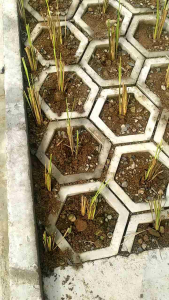 Paket 10 Batang Rumput Vetiver Akar Wangi Penahan Erosi Tanah