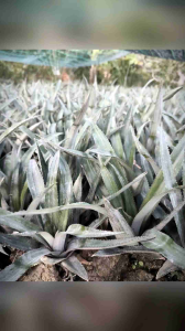 Cây khóm giống Queen _ Cây khóm giống Cầu Đúc _ Cây khóm giống Tắc Cậu