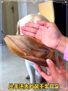Homemade Cow Ear 100% Natural Dehydrated Pet Dog Chew Dog Snacks food Cow Ears / Beef Ear 宠物狗狗磨牙洁牙风干牛耳朵/纯天然手工宠物零食