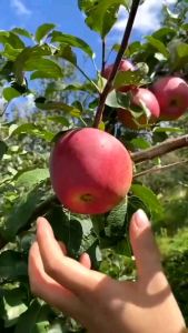 Bibit Apel Merah Fuji 100% ORI