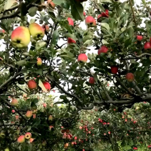 Bibit Apel Rome Beauty 100% ORI