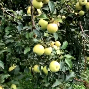 Bibit Apel Manalagi 100% ORI