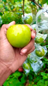 Bibit Apel Putsa / Apel India 100% ORI