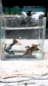 (Xả Trại) combo 10 tặng 2 bé cá 7 màu TÍM ĐỎ size sinh sản trang trí hồ cá cảnhbắt theo cặp trống mái+Tặng Thức ăn