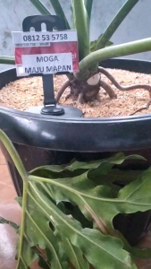 NOMOR CANTIK TELKOMSEL 10 SEPULUH DIGIT ANGKA 0812 MOGA MAJU MAPAN 53 5758 57 58