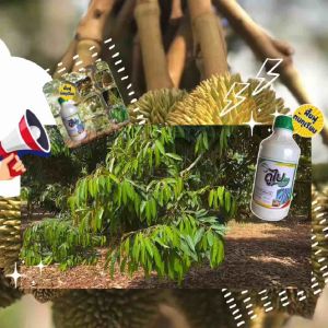 ดูใบ กรดอะมิโนเข้มข้น ช่วยฟื้นฟูต้นและใบทุเรียน ขนาดบรรจุ 1 ลิตร