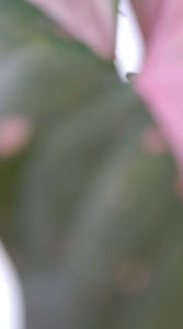 ( BISA COD ) PROMO! Tanaman Hias Syngonium Pink Splash Bunga Hias Singonium Pink Splash / syngonium