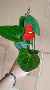 ( BISA COD ) Tanaman Hias Anthurium Mickey Mouse / Pohon Anthurium Mickey Mouse Bunga Merah
