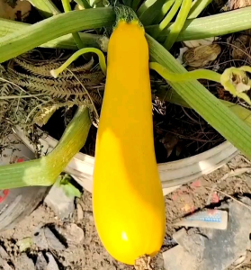(KEMASAN PREMIUM) BIJI/BENIH ZUCCHINI/ZUKINI KUNING (isi 10 gram)