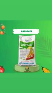 Antracol 70 WP Fungisida kemasan 500 gram