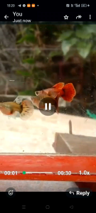 magenta short body guppy pair 1 male + 1 female