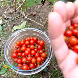 10 BUTIR BIJI/BENIH TOMAT MICRO MINI SPOON TOMATO