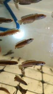 Channa Andrao 奶茶雷龙 2.5-3inci