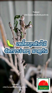 ช่องาม กำจัดหนอน สารชีวภาพ ไรแดง ฆ่าเพลี้ยไฟ เพลี้ยแป้ง มด ออแกนิค ปลอดภัยต่อคนและสัตว์ คลิกที่ logo เพื่อเลือกชุดของด้านที่ต้องการ