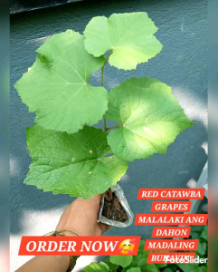 B1T1 CATAWBA GRAPES PLANT MABILIS MAG BUNGA MADALING BUHAYIN MARAMING HEALTH BENEFITS