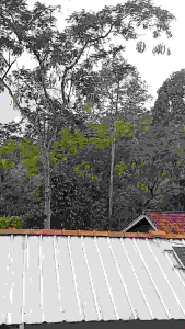 Pete Tua Segar Petey & 5 Papan Petey Super