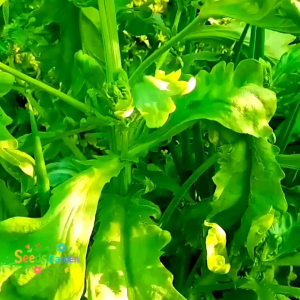 100 BUTIR BIJI/BENIH SAYURAN TANG O IMPORT