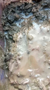 Jual cacing sawah umpan gacor berbagai jenis ikan 50 biji