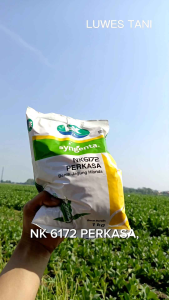 Benih jagung nk 6172 perkasa 1kg