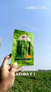 Benih oyong azura f1 saset 75 butir