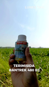 BANTREK 480EC 100 ML TERMISIDA obat Rayap teter kayu