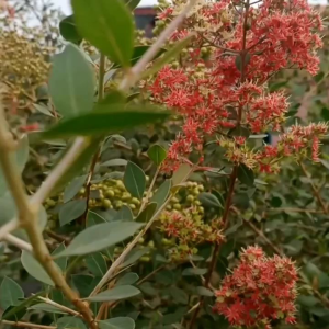 เมล็ดต้นเทียนกิ่ง หรือเฮนน่าดอกสีแดง 300 เมล็ด ++