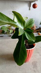 Philodendron squamiferum (Red Bristle or Hairy Philodendron) is a highly textured climbing evergreen. Its hallmark features are large dark green leaves with up to five lobes and distinctive fuzzy bright red hairs (pubescence) . LIVE PLANT in POLYBAG