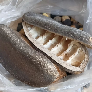 เมล็ดพันธุ์ มะค่าโมง มะค่า 50เมล็ด100บาท ไม้ป่าหายาก ปลูกใช้ไม้ทำเพอร์นิเจอร์สวย ปลูกป่า กันเถอะ