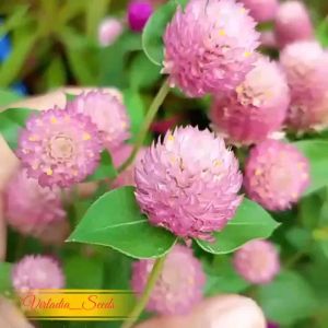 [Virladia Seeds] 25 Biji Benih Bunga Knop | Bunga kancing Mix Color