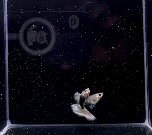 GUPPY HALF BLACK TUXEDO WHITE PAIRS HIGH DORSAL (HIGH END QUALITY AAA)