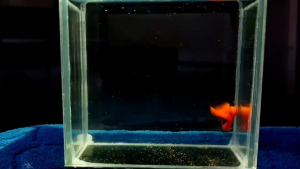 孔雀鱼 GUPPY ALBINO FULL RED BIG DORSAL (PREMIUM HIGH END QUALITY )