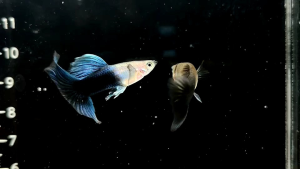 GUPPY BIG DORSAL BLUE TUXEDO (TOP QUALITY)