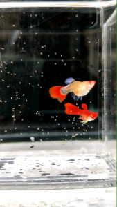 GUPPY ALBINO RED KOI TUXEDO ( TOP QUALITY)