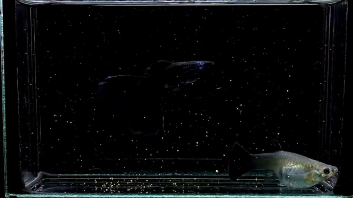 1 Pair Of Blue Tarzan Live Guppy Fish – High Quality, US-Bred, Peaceful & Beginner Friendly