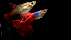 GUPPY JAPAN SILVERADO RED TAIL THAILAND BREEDING PAIR