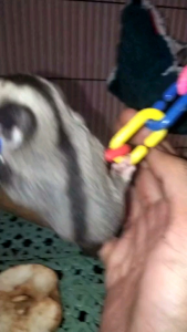 CLIMBING CHAIN - RANTAI PLASTIK WARNA WARNI MAINAN PANJATAN SUGARGLIDER