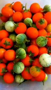 Buah terong duri terong hutan terong pari 250 gram
