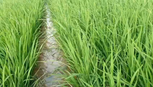 BENIH PADI PANCIB(KOLABORASI ANTARA MAPAN 05+CIBATU 06 )HASIL MELIMPAH KEMASAN 5 KG