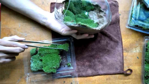 Đất vàng kết dính dán tường rêu sỉ inb