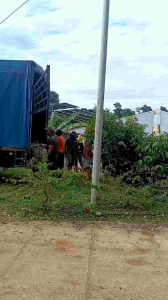 IOI Durian Seedling Hybrid Berries Seeds Durian Hybrid