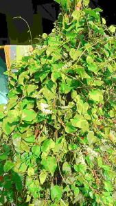 BINAHONG HERBAL Daun Alam untuk kesembuhan (50 Lbr)