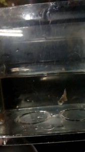 Yellow Tiger King Cobra Guppy Pair