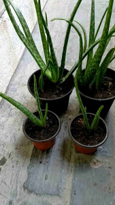 Pokok Lidah Buaya/Aloe Vera