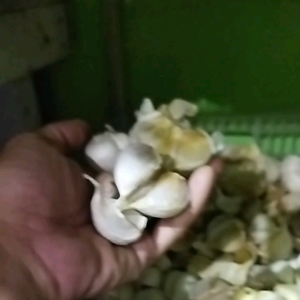 Bawang Putih Kating Bersih 1/2kg Bumbu Masakan Bumbu Dapur
