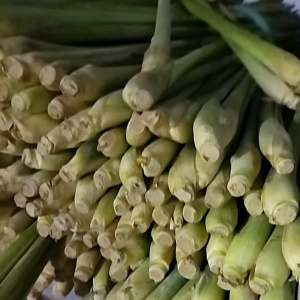 Sereh Jumbo Sereh Segar Serai